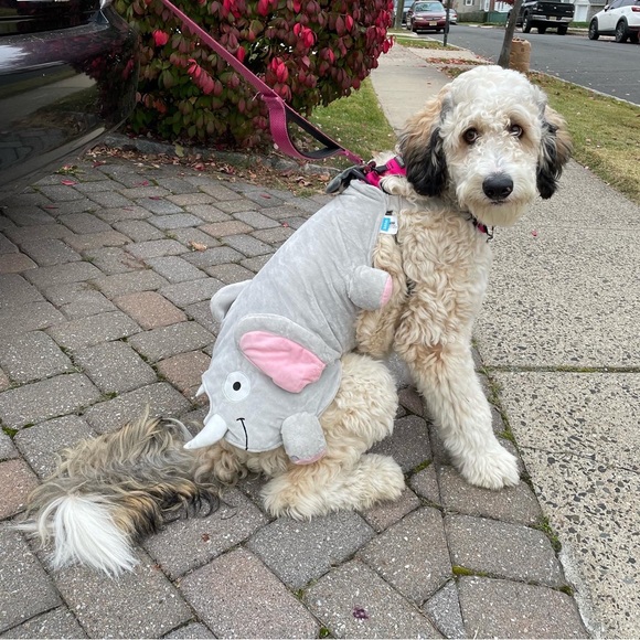HALLOWEEN Elephant Dog Costume (Booty Suit) - Picture 2 of 5